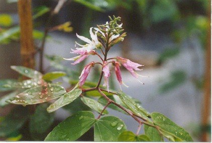 Bauhinia Divaricata